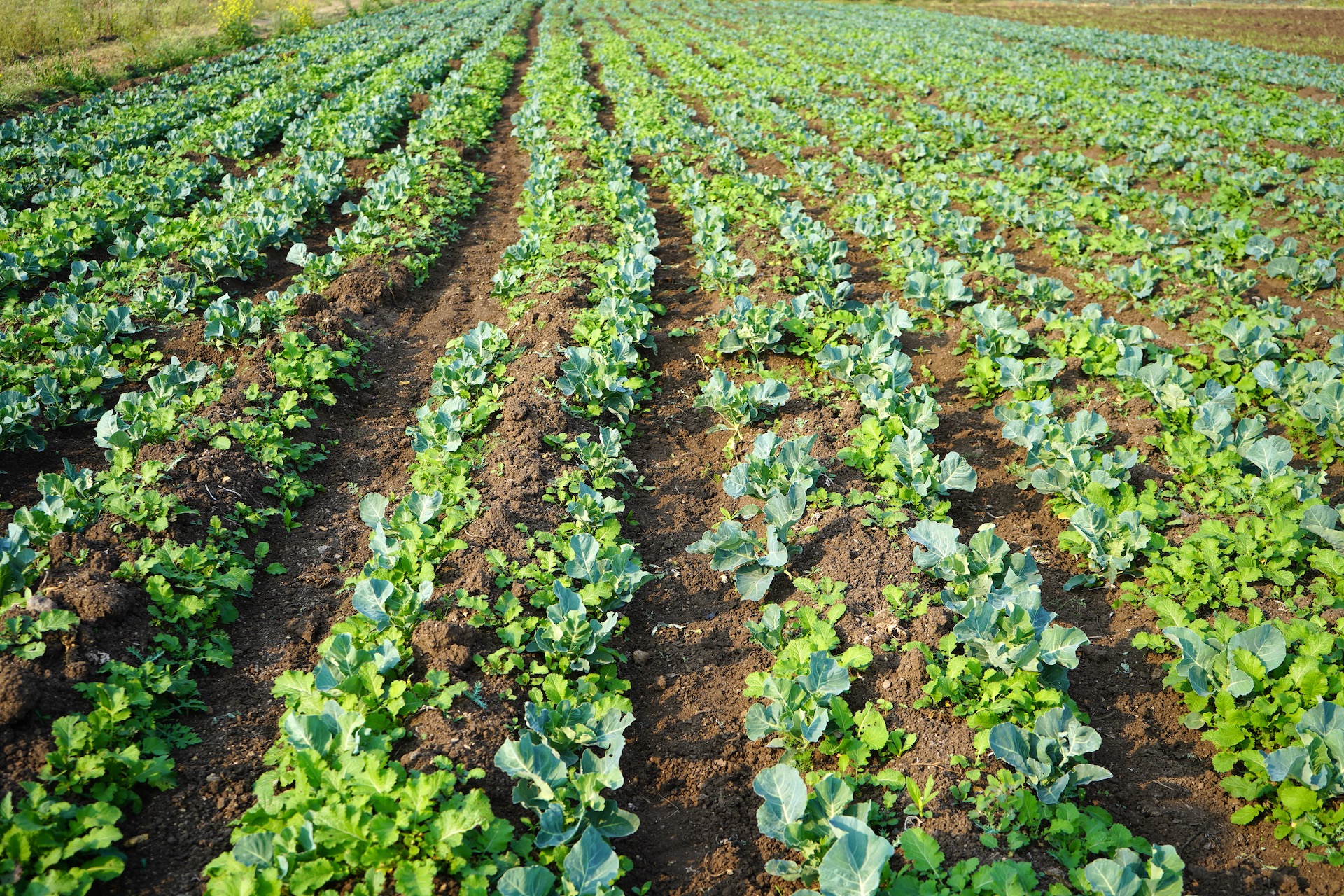 Organic Farming In UAE - Virtuzone